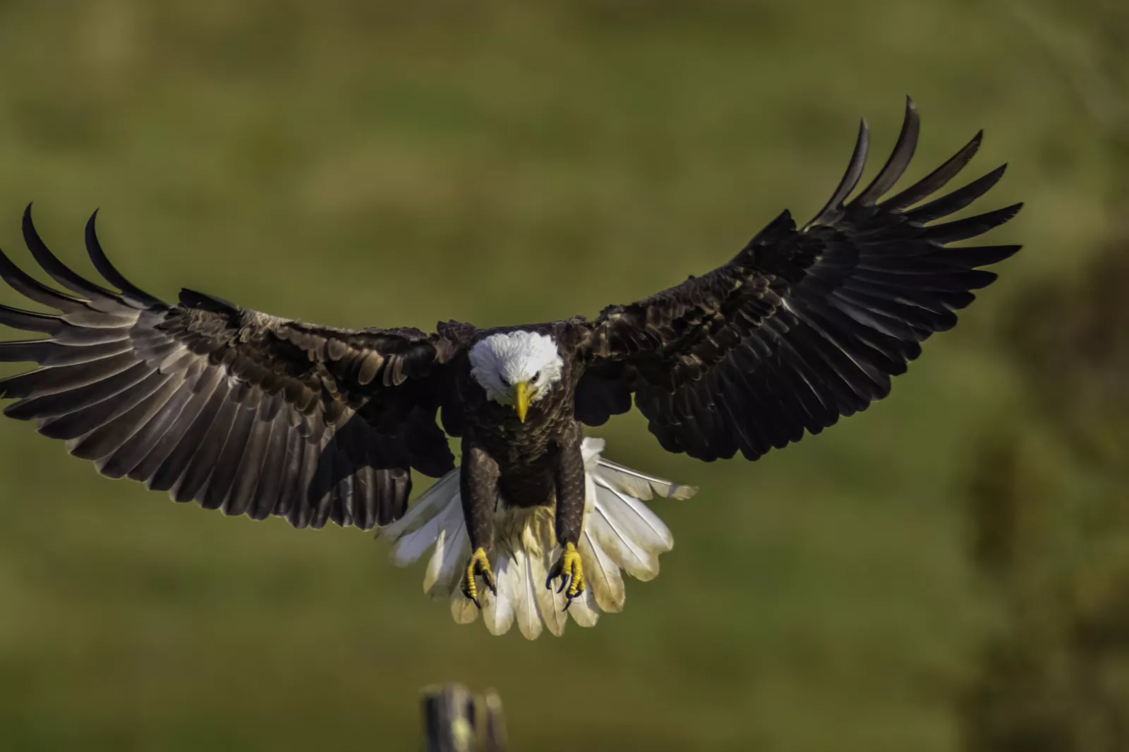 Eagle Dream